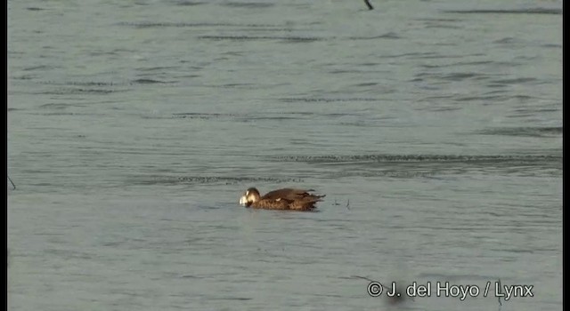 Andaman Gri Çamurcunu - ML201362441