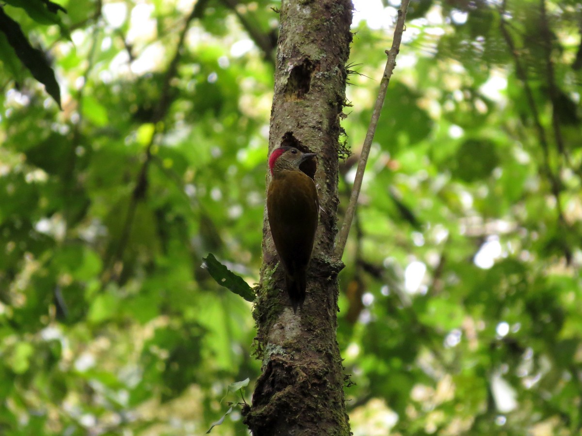 Golden-olive Woodpecker - ML20136251
