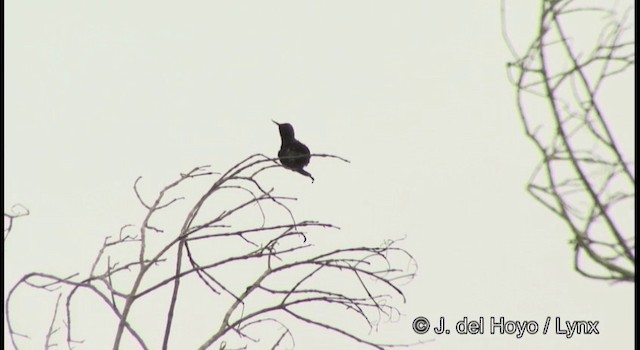 Fiery-tailed Awlbill - ML201362521