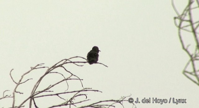 Fiery-tailed Awlbill - ML201362531