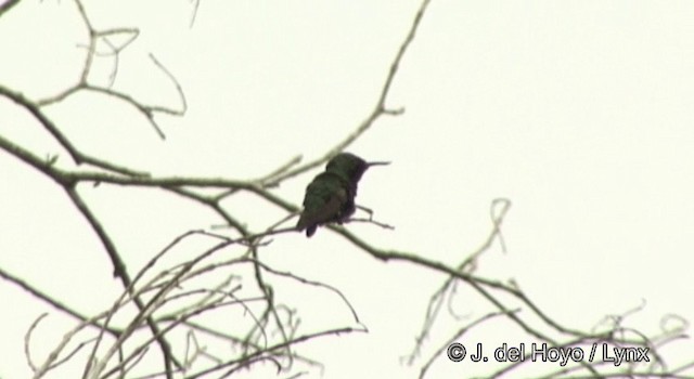 Fiery-tailed Awlbill - ML201362551