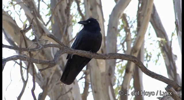 Little Raven - ML201363001