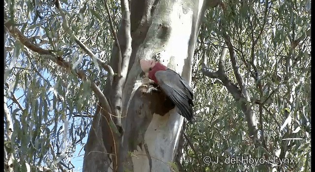 Galah - ML201363021