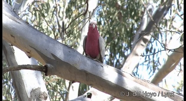 Galah - ML201363031