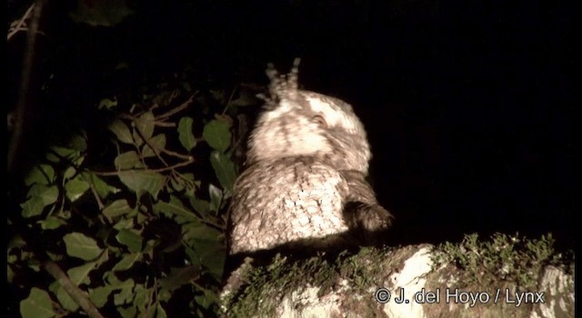 Marbled Frogmouth (Plumed) - ML201363051