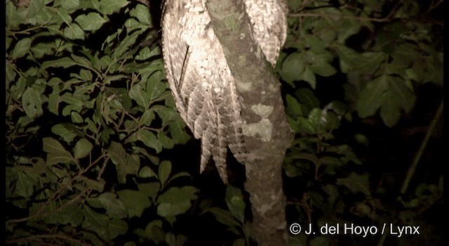 Marbled Frogmouth (Plumed) - ML201363061