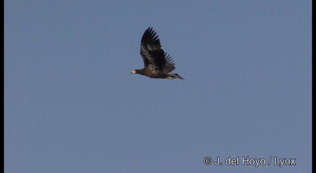 Белоплечий орлан - ML201363291
