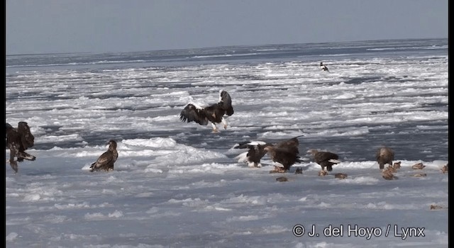 Steller's Sea-Eagle - ML201363301