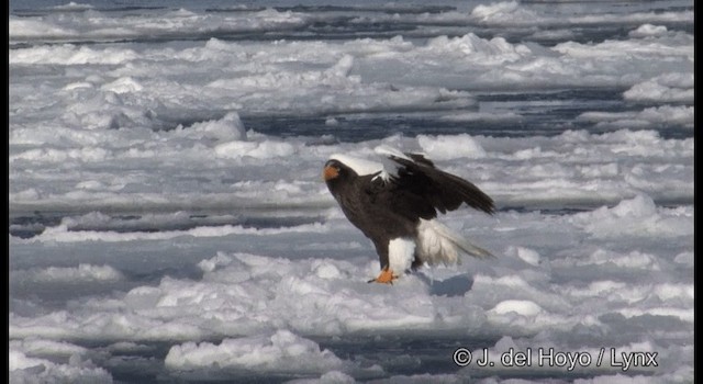 Steller's Sea-Eagle - ML201363311