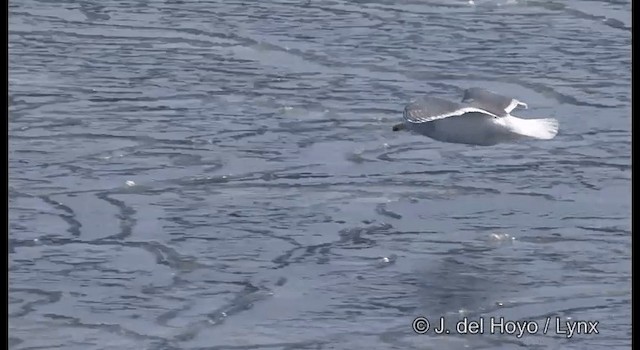 Glaucous-winged Gull - ML201363321