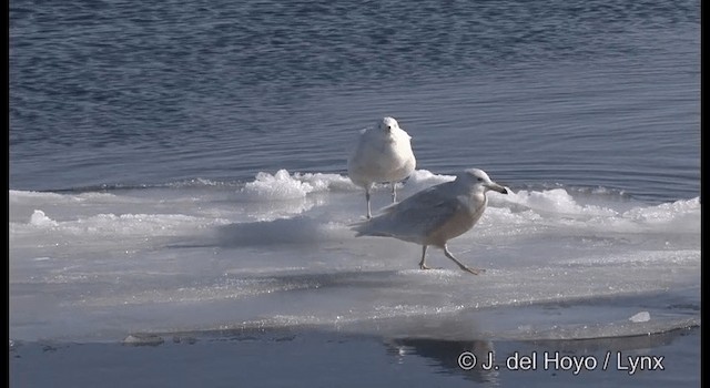 Glaucous Gull - ML201363331