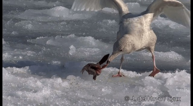 Glaucous Gull - ML201363401