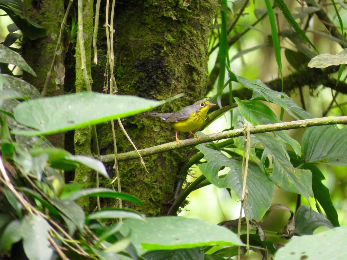 Canada Warbler - ML20136341