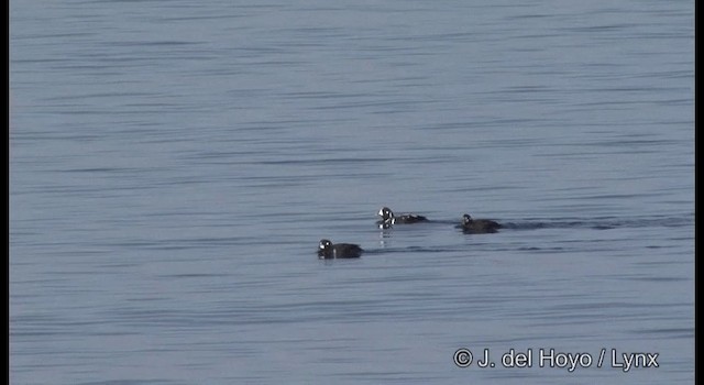 Harlequin Duck - ML201363471