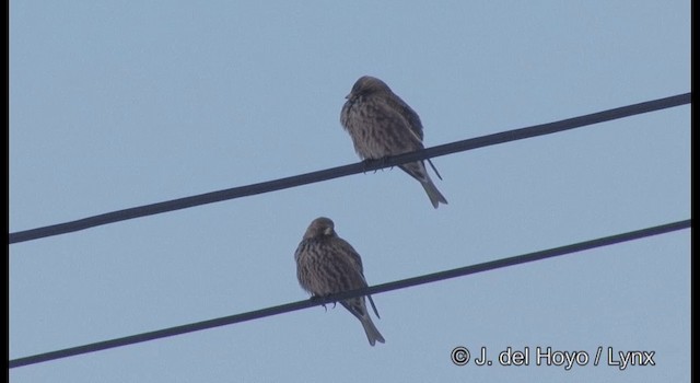 Asian Rosy-Finch - ML201363481