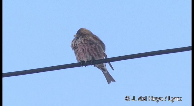 Asian Rosy-Finch - ML201363491