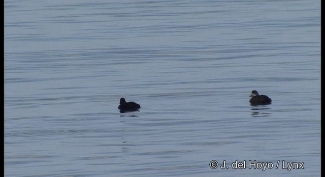 Black Scoter - ML201363501