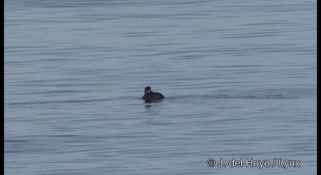 Black Scoter - ML201363511