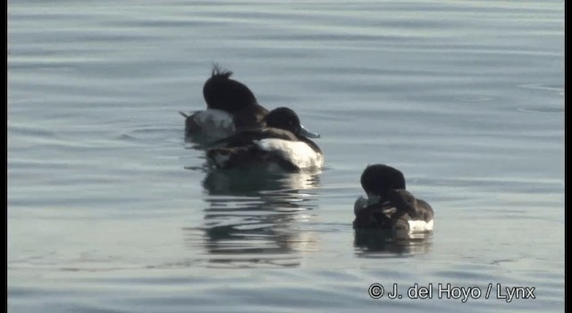 Tufted Duck - ML201363531