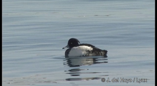 Tufted Duck - ML201363541