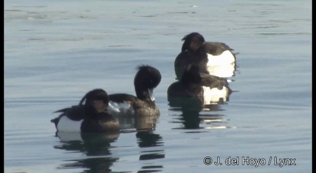 Tufted Duck - ML201363551