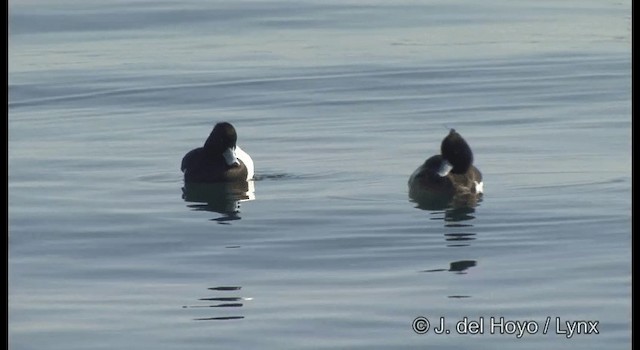 Tufted Duck - ML201363561