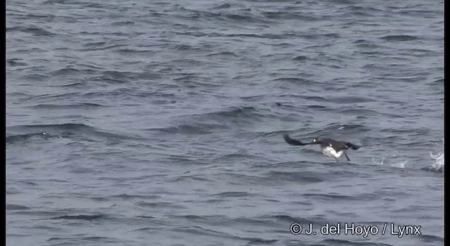 Spectacled Guillemot - ML201363611