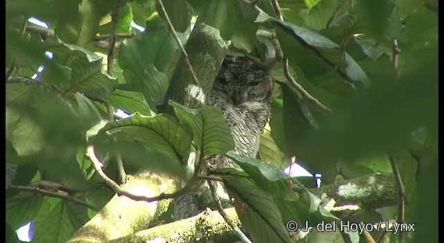 Mottled Wood-Owl - ML201363631