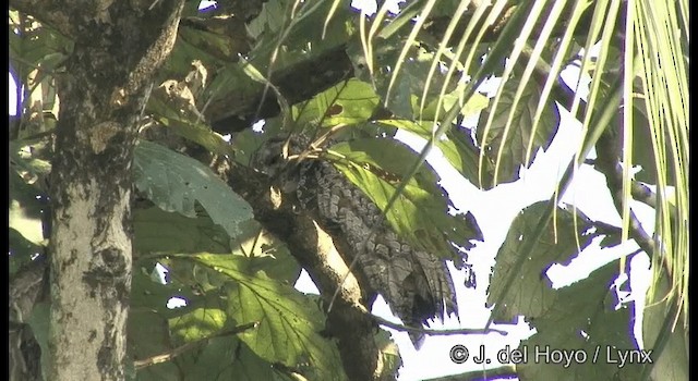 Mottled Wood-Owl - ML201363641