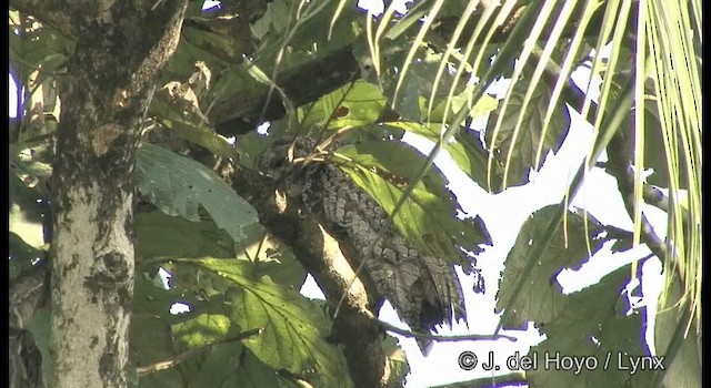 Cárabo Ocelado - ML201363641