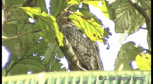 Mottled Wood-Owl - ML201363651