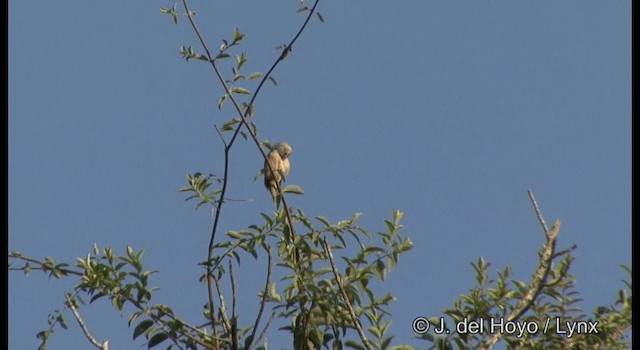 Malabar Starling - ML201363661