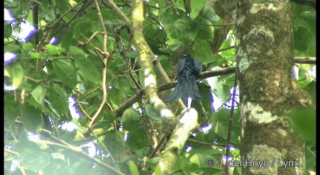 Fork-tailed Drongo-Cuckoo - ML201363671