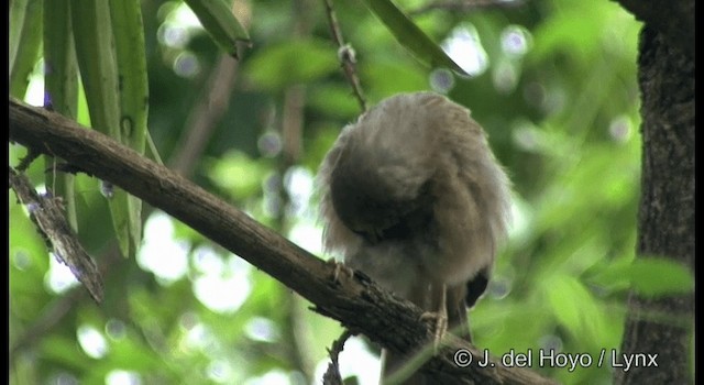 Turdoide Matorralero (grupo striata) - ML201363711