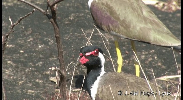 Red-wattled Lapwing - ML201363731