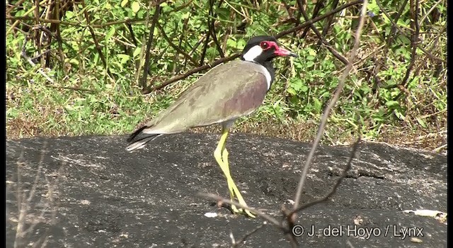 Red-wattled Lapwing - ML201363741