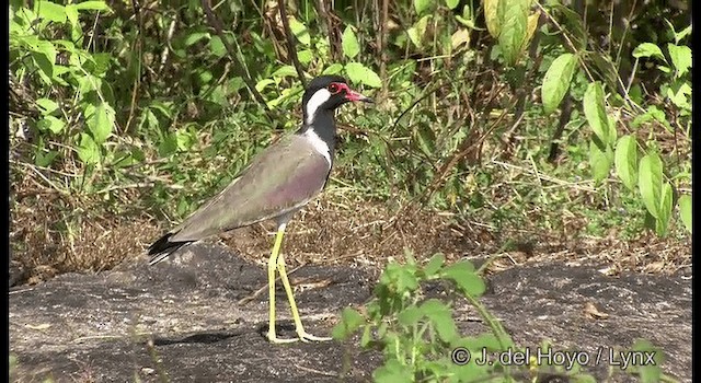 Red-wattled Lapwing - ML201363751