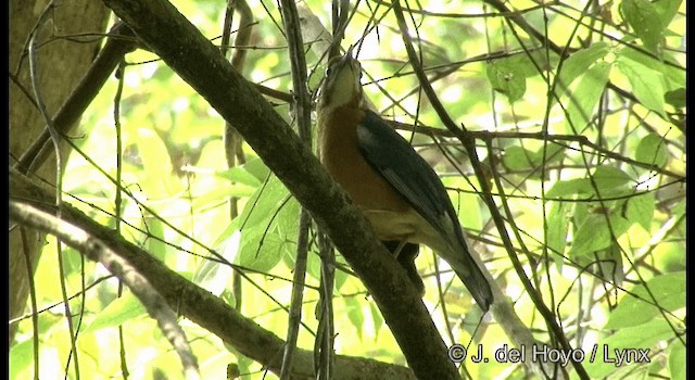 Turuncu Başlı Ardıç (cyanota) - ML201363761