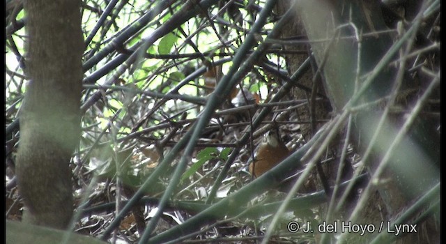 Orange-headed Thrush (White-throated) - ML201363771