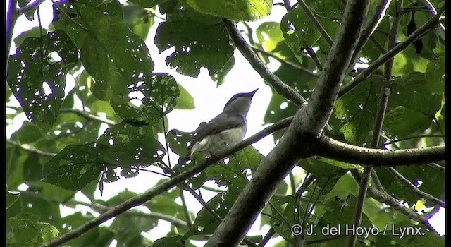 Malabar Woodshrike - ML201363801
