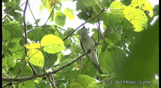 Malabar Woodshrike - ML201363811