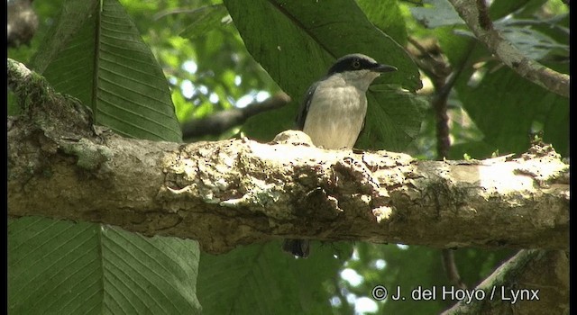Malabar Woodshrike - ML201363821