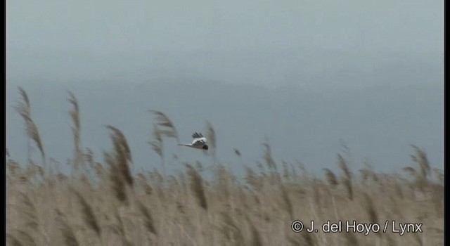 Pied Harrier - ML201363881