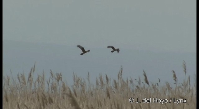 Pied Harrier - ML201363911