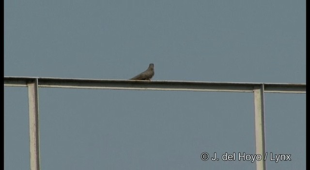Common Cuckoo - ML201363921