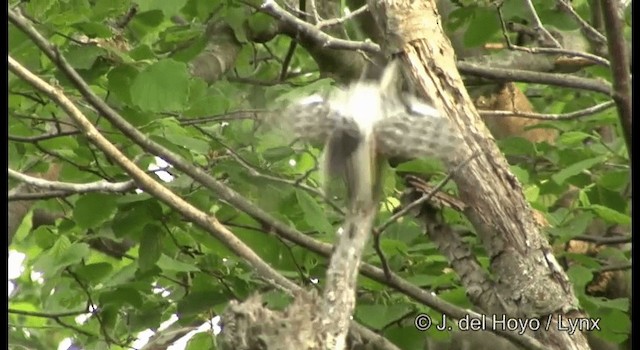 White-backed Woodpecker (White-backed) - ML201363931