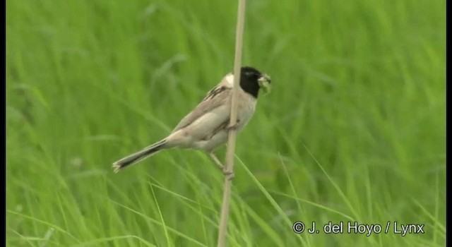 Ochre-rumped Bunting - ML201364011