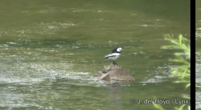 White Wagtail (Chinese) - ML201364071