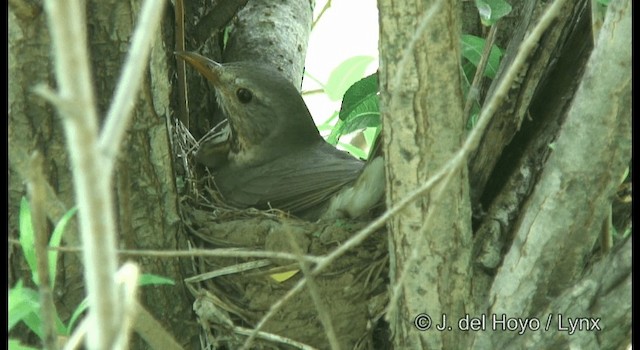 Zorzal Dorsigrís - ML201364181