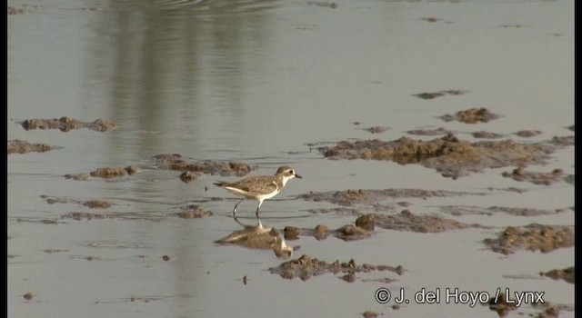 Tibetan Sand-Plover - ML201364201